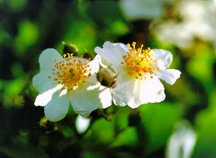 찔레꽃